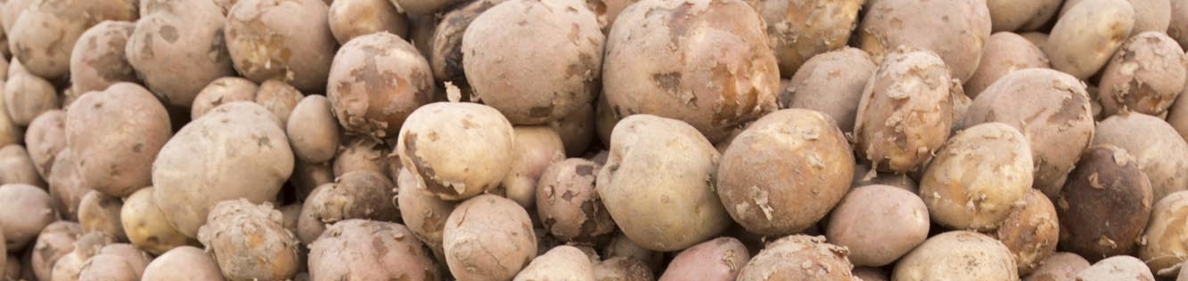 Calciumgebrek (ca) - Aardappelen