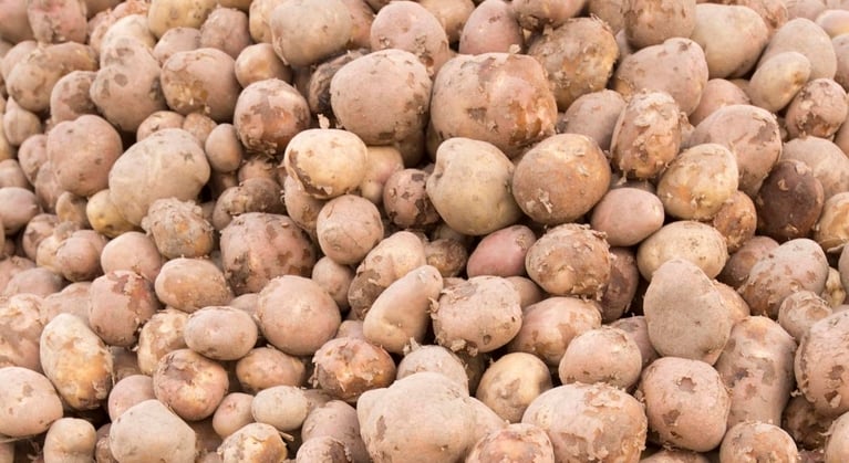 Calciumgebrek (ca) - Aardappelen