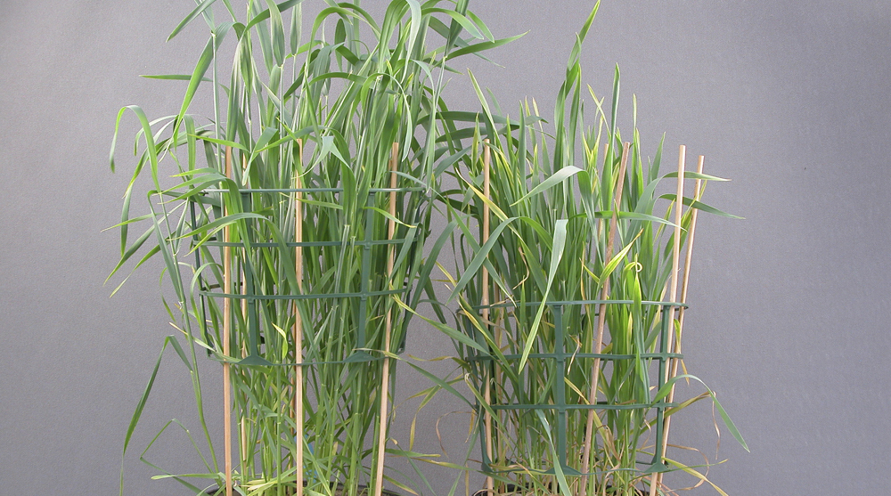 Gebreksverschijnselen in tarwe