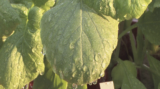 Bladmeststof meer dan alleen de voedingsstoffen