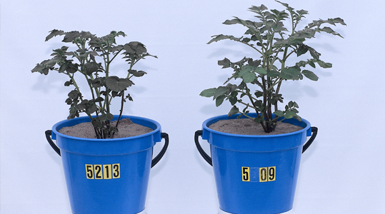 Les oligo-éléments préviennent les maladies