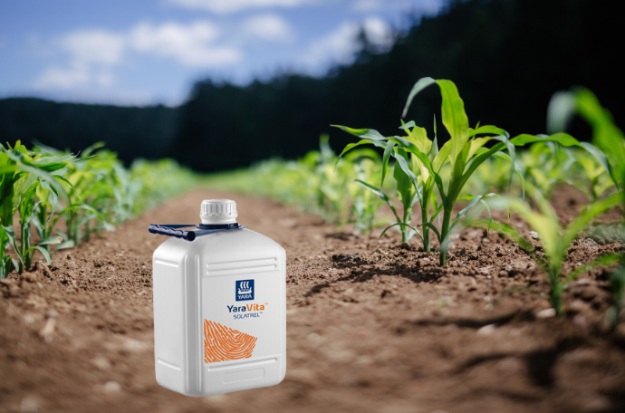 Jonge maisplanten met YaraVita Solatrel can