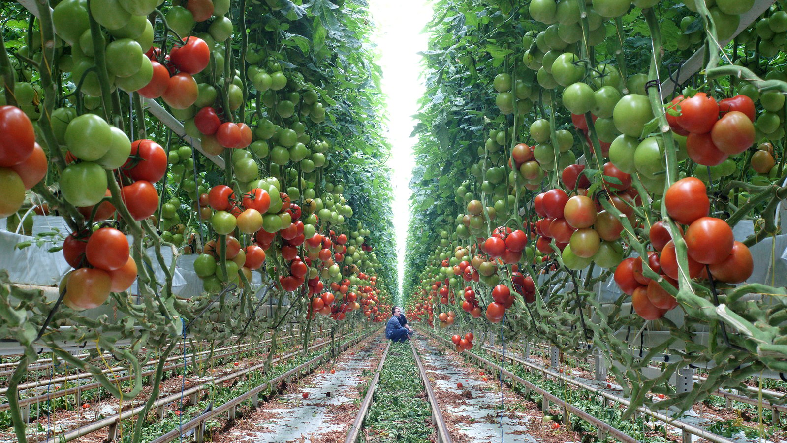Voedingssamenvatting van tomaat