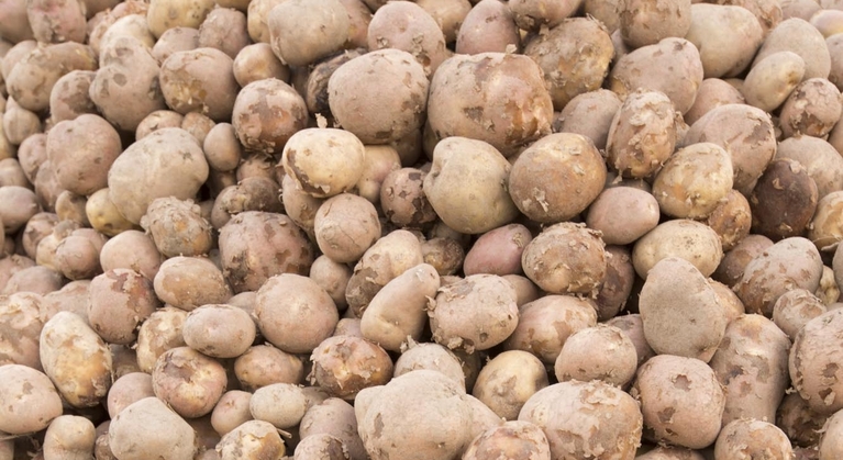 Bladziekten bij aardappelen verminderen
