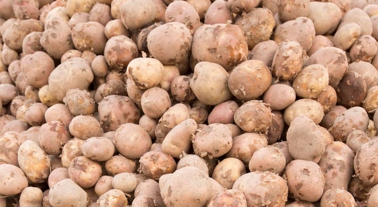 Carence en manganèse - Pomme de terre