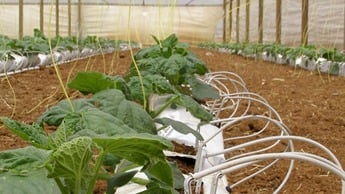 Komkommer watermanagement