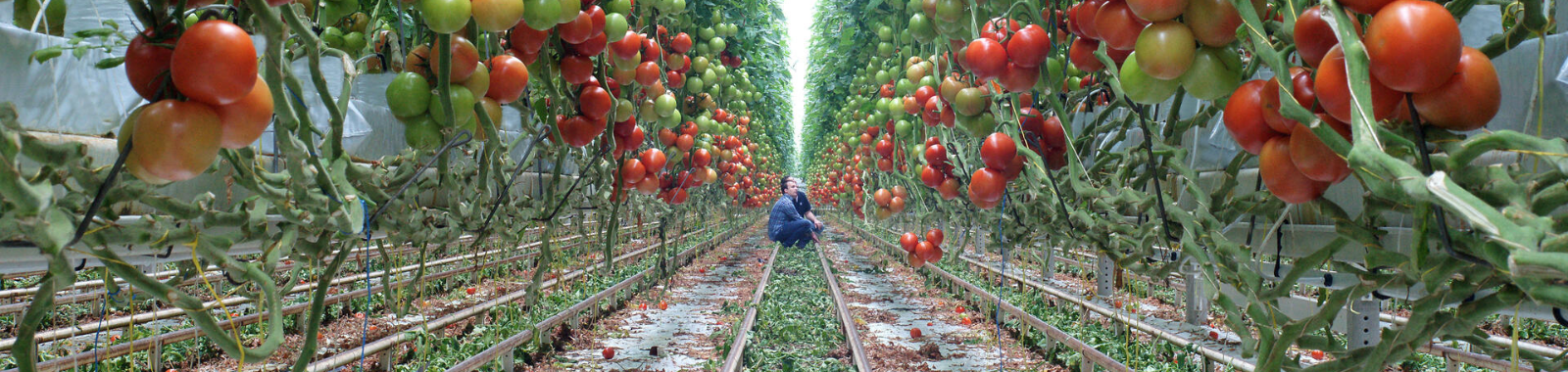 Tomaten in kas