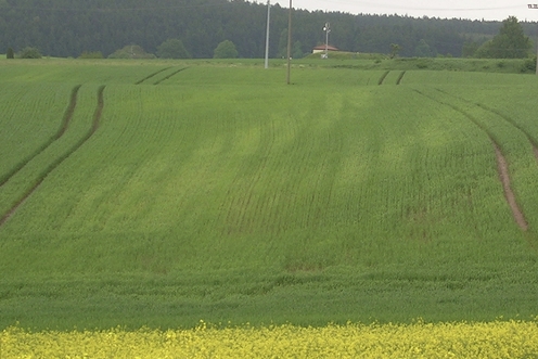 Photo 1. Carences en manganèse localisées dans le champ.jpg