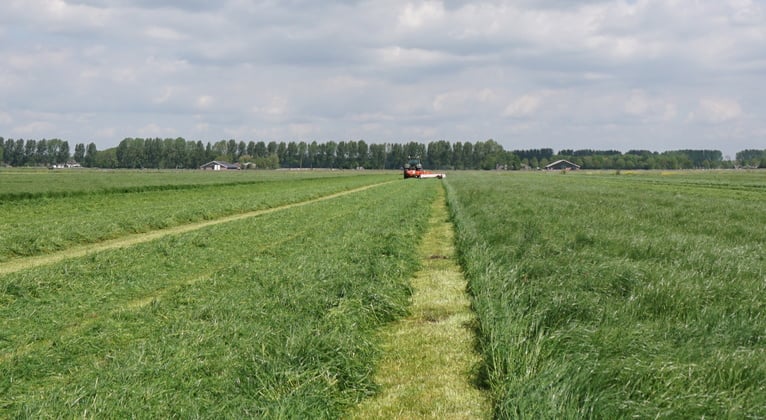 Stikstofgebrek (n) in Grasland