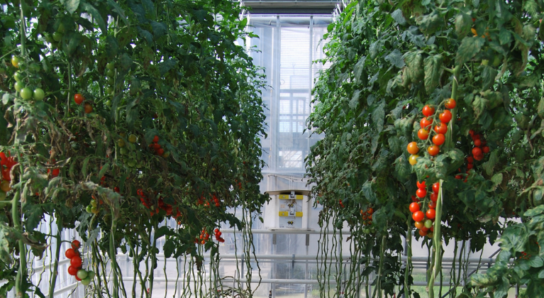 Siliciumproef tomaten in kas Yara Vlaardingen