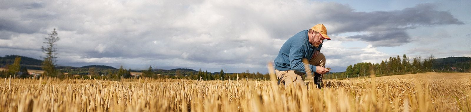 Agriculteur vérifie le blé dans le champ