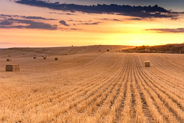 CAN peforms better in dry soils image