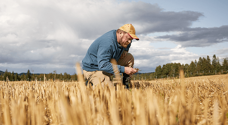 Agriculteur vérifie le blé dans le champ