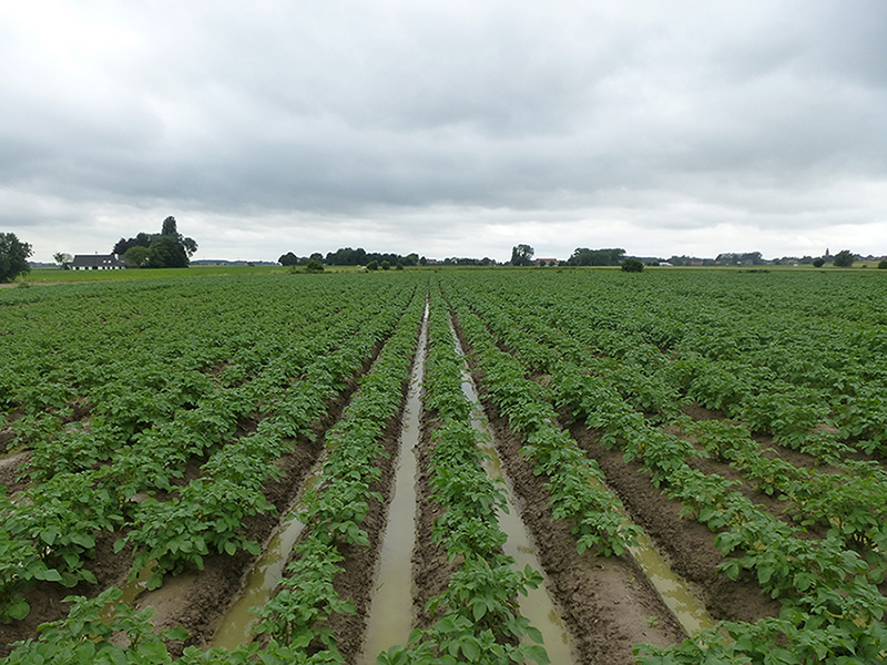 aardappelen bijbemesten