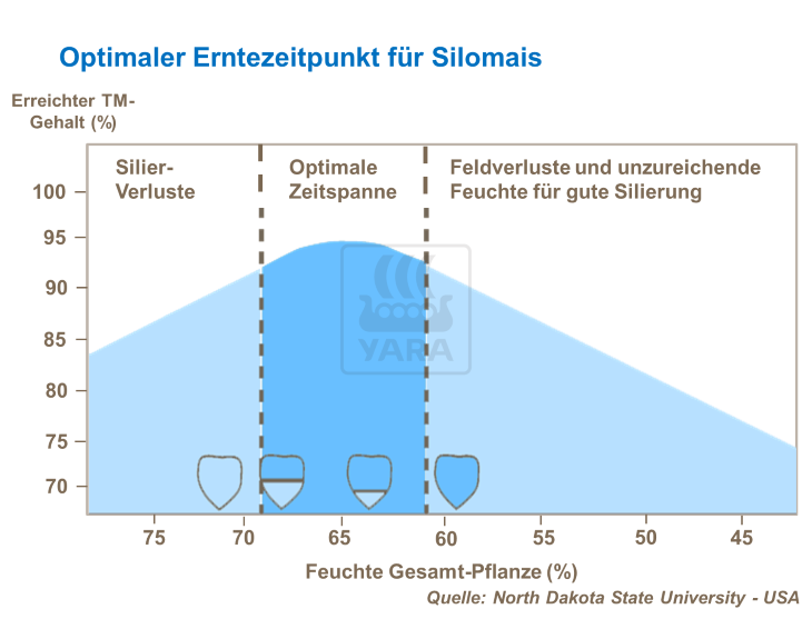 Optimaler Erntezeitpunkt für Silomais