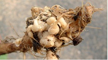 Colza affecté par une hernie