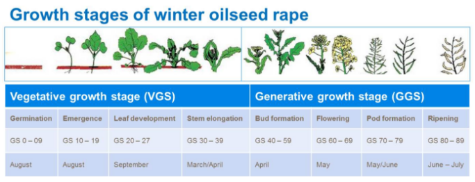 Étapes de croissance du colza d'hiver 