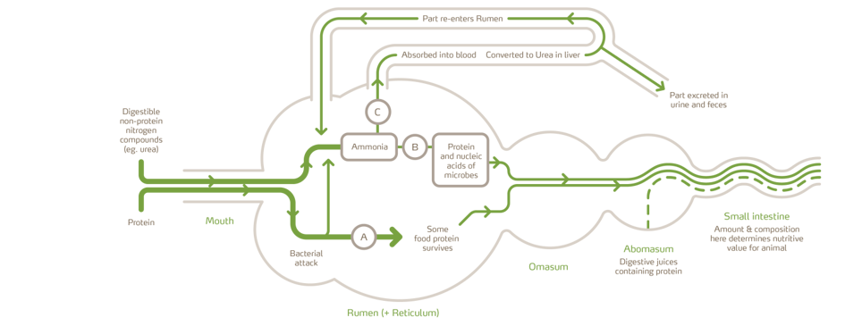 Diagram Digesting feed urea