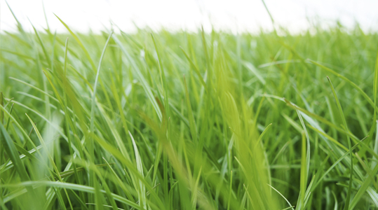 GrasActueel03 Partial image Maaihoogte.jpg