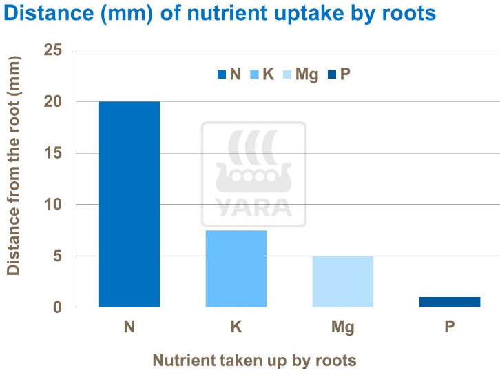  36/5000 distance de l'absorption des nutriments par les racines