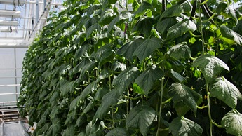 Komkommer parapluteelt