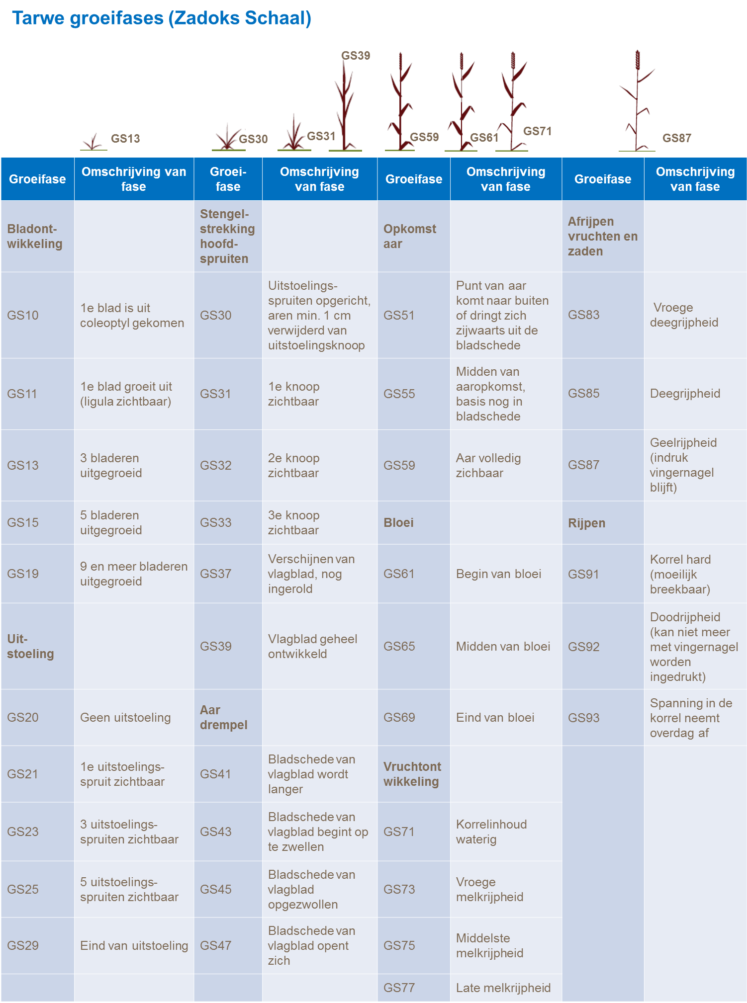 groeistadia van tarwe