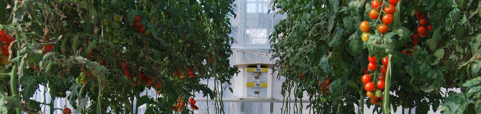 Siliciumproef tomaten in kas Yara Vlaardingen