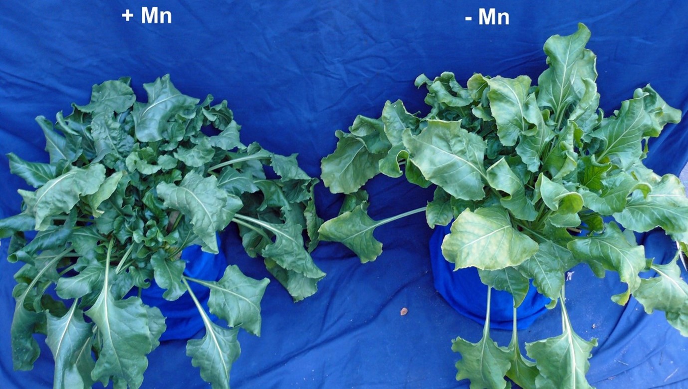 Gebreksverschijnsel suikerbieten.jpg