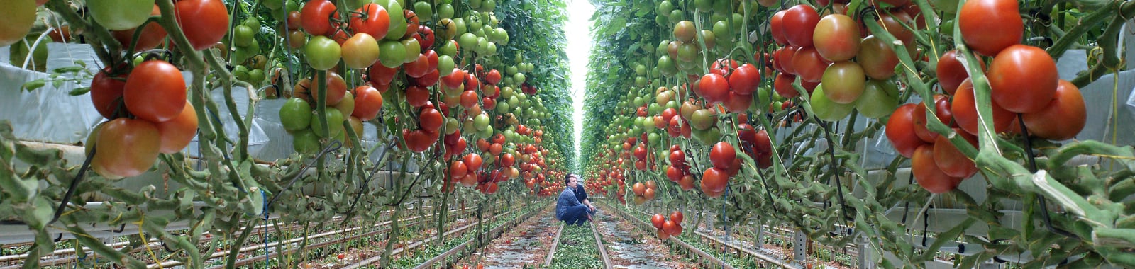 Stikstofgebrek (n) in tomaten