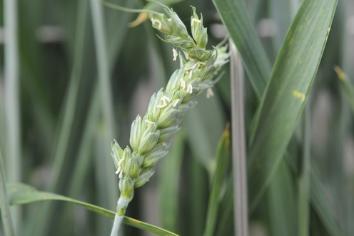 kopergebrek bij tarwe