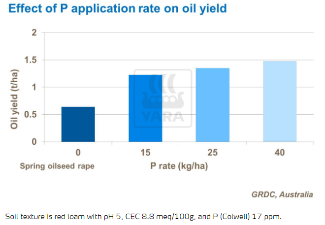 Effet sur le rendement d'application de phosphate