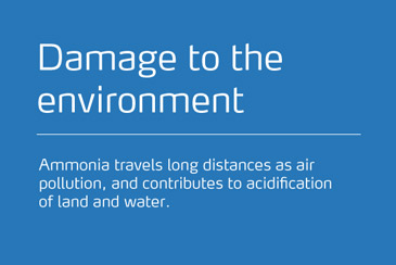 Damage to the environment. Ammonia travels long distances as air pollution, and contributes to acidification of land and water.