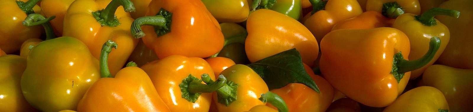 Rol van voedingsstoffen per groeifase van paprika