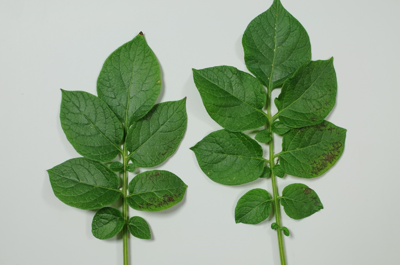 Fosfaat tekort aardappel.jpg