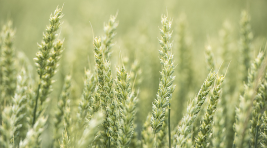 Omrekentabel plantnutriënten