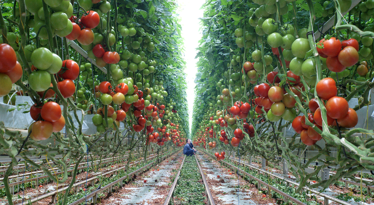 Mangaangebrek (mn) in tomaten