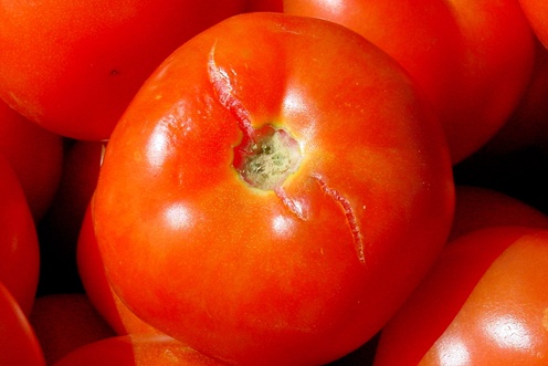 Watermanagement tomaten